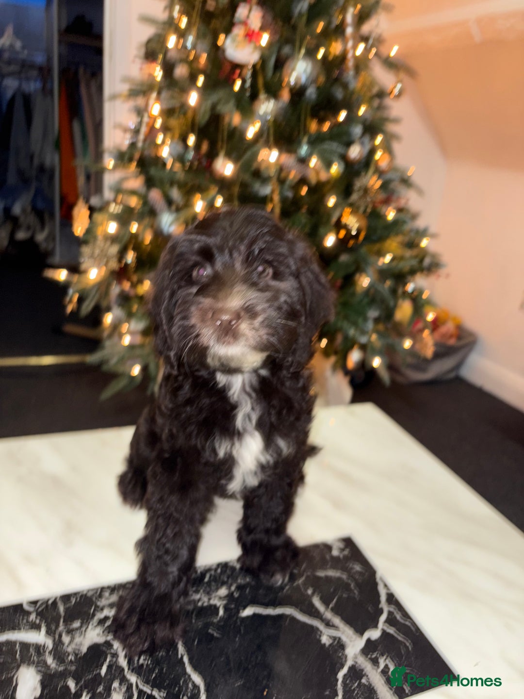 Cockapoo dogs for sale: 1 female cockapoo left from the litter  - Advert 3