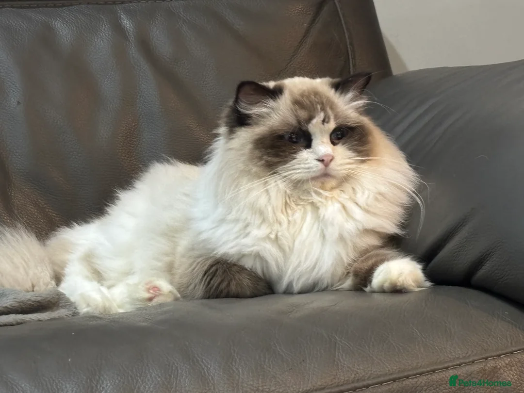 Ragdoll cats for sale: ‼️Attention please ‼️ - Advert 5
