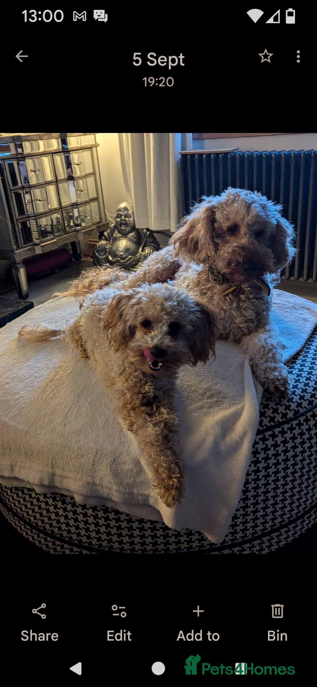 Cavapoochon dogs for sale: Cavapoochon puppies .ready now  - Image 7