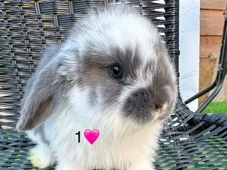 French Lop rabbits Pure French lops - Advert 2