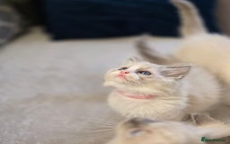 Ragdoll cats for sale: Ragdoll Kittens  - Advert 18