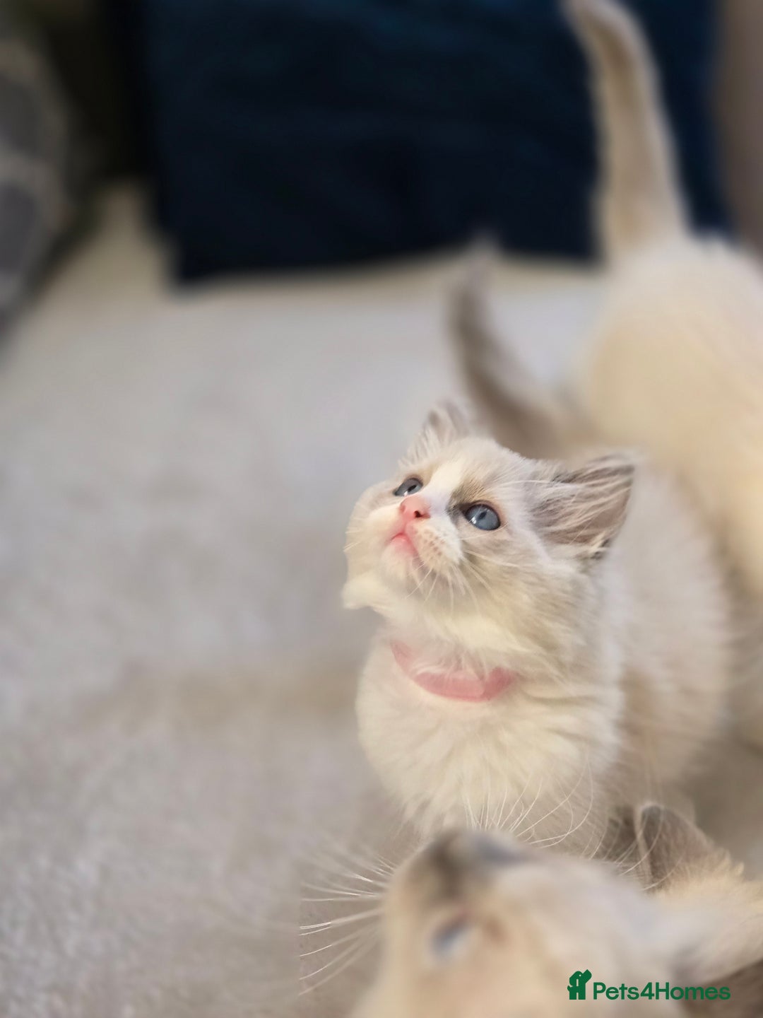 Ragdoll cats for sale: Ragdoll Kittens  - Advert 18