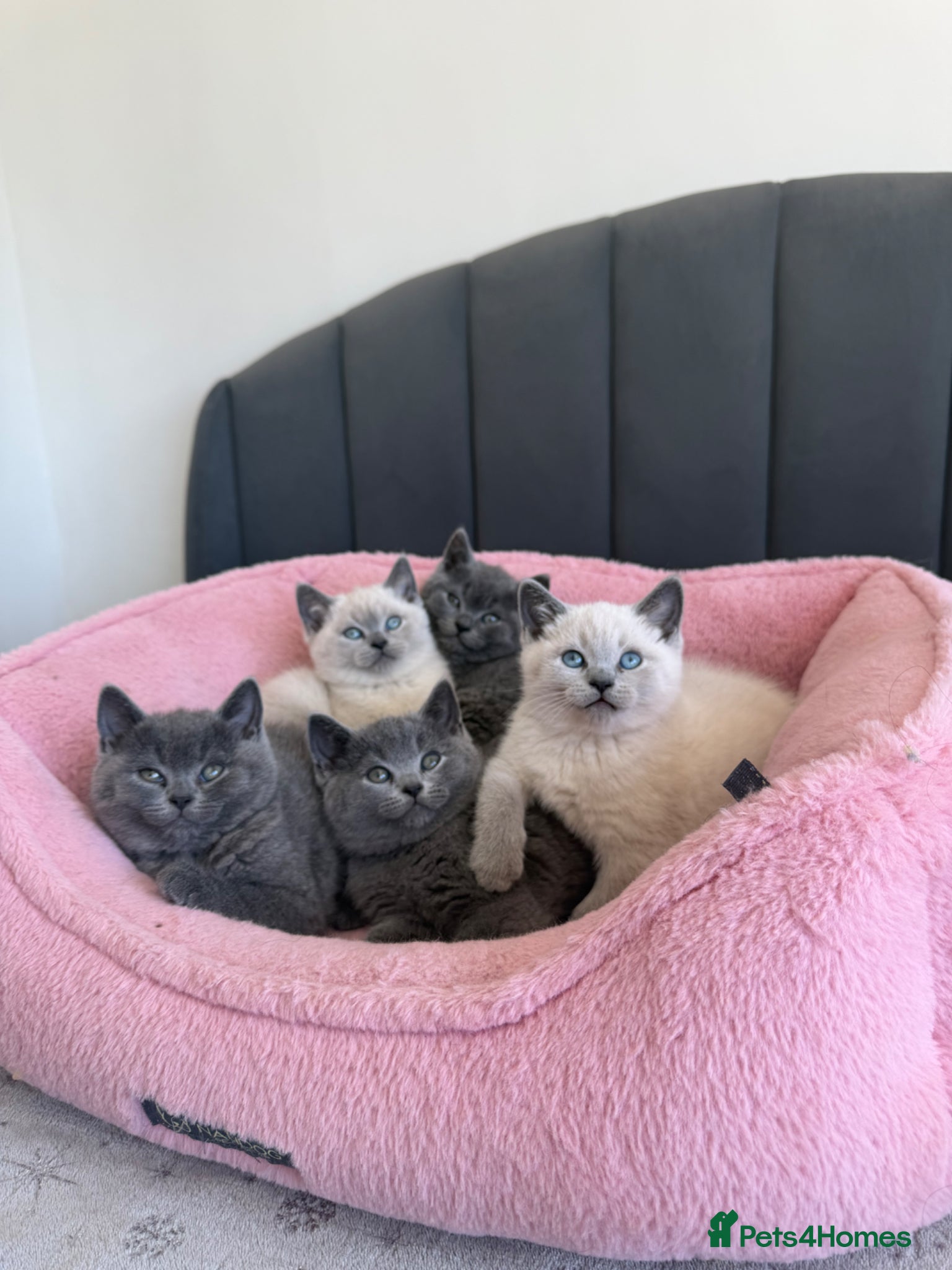 British Shorthair cats for sale: British shorthair kittens - Advert 1