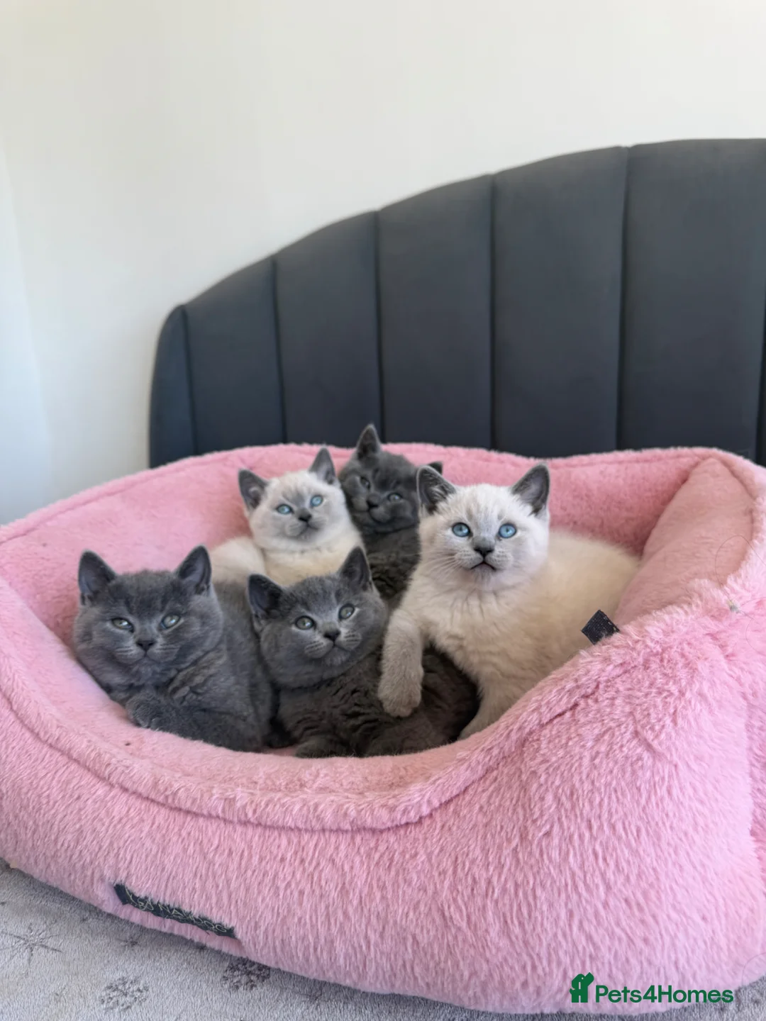 British Shorthair cats for sale: British shorthair kittens - Advert 1