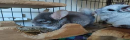Chinchilla rodents for sale: Male chinchillas for sale  - Advert 6