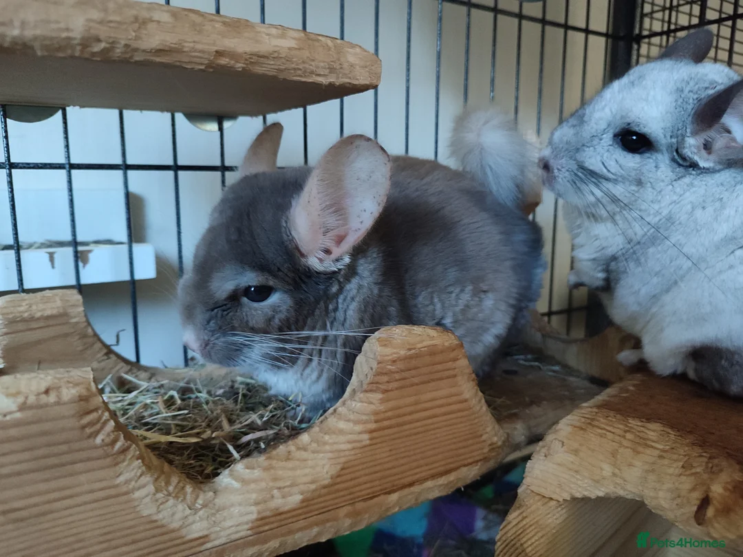 Chinchilla rodents for sale: Male chinchillas for sale  - Advert 6
