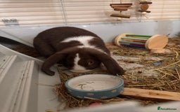 Dwarf Lop rabbits for sale: 2 male dwarf lops - vaccinated and neutered - Advert 4