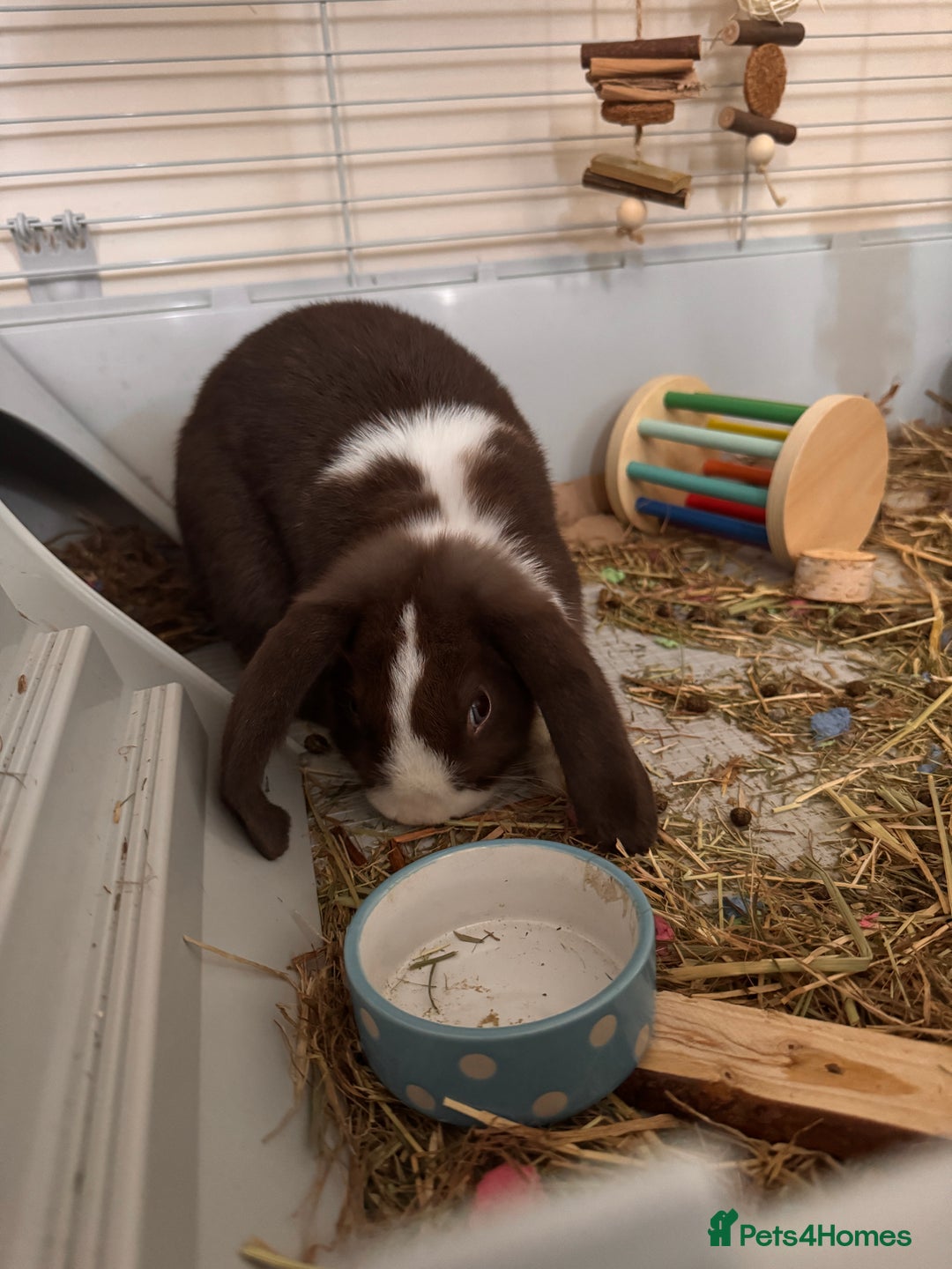 Dwarf Lop rabbits for sale: 2 male dwarf lops - vaccinated and neutered - Advert 4