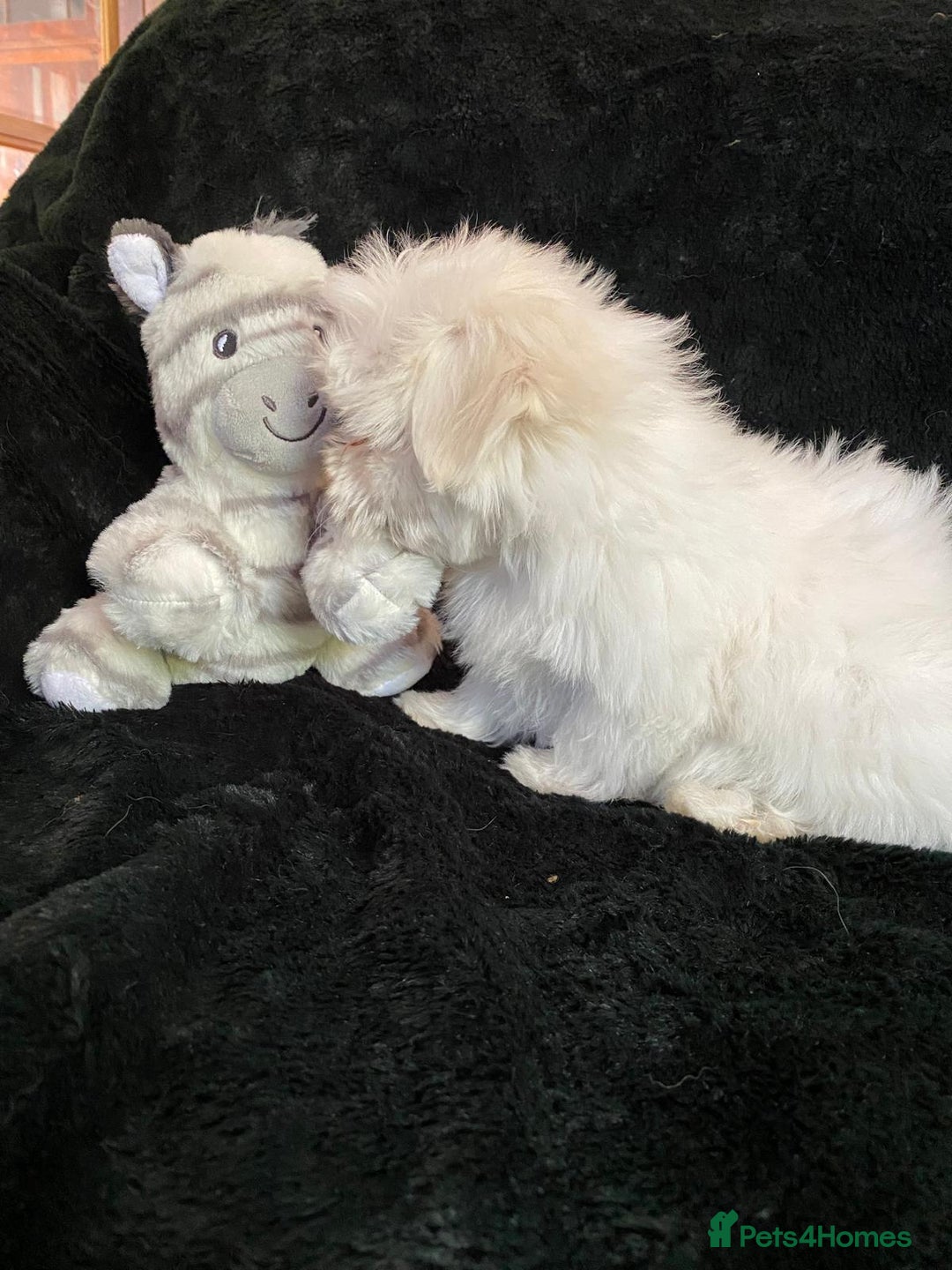 Maltese dogs for sale: Maltese puppies for sale  - Advert 22