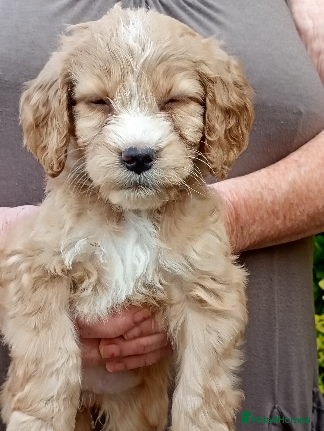 Cockapoo dogs for sale: Cockapoo F1 puppies  - Image 4