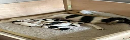 English Springer Spaniel dogs for sale: Working springer spaniel puppy’s  - Advert 3