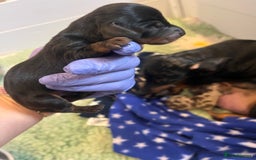 Miniature Dachshund dogs for sale: Absolutely stunning, very healthy dapple dachshund - Image 5