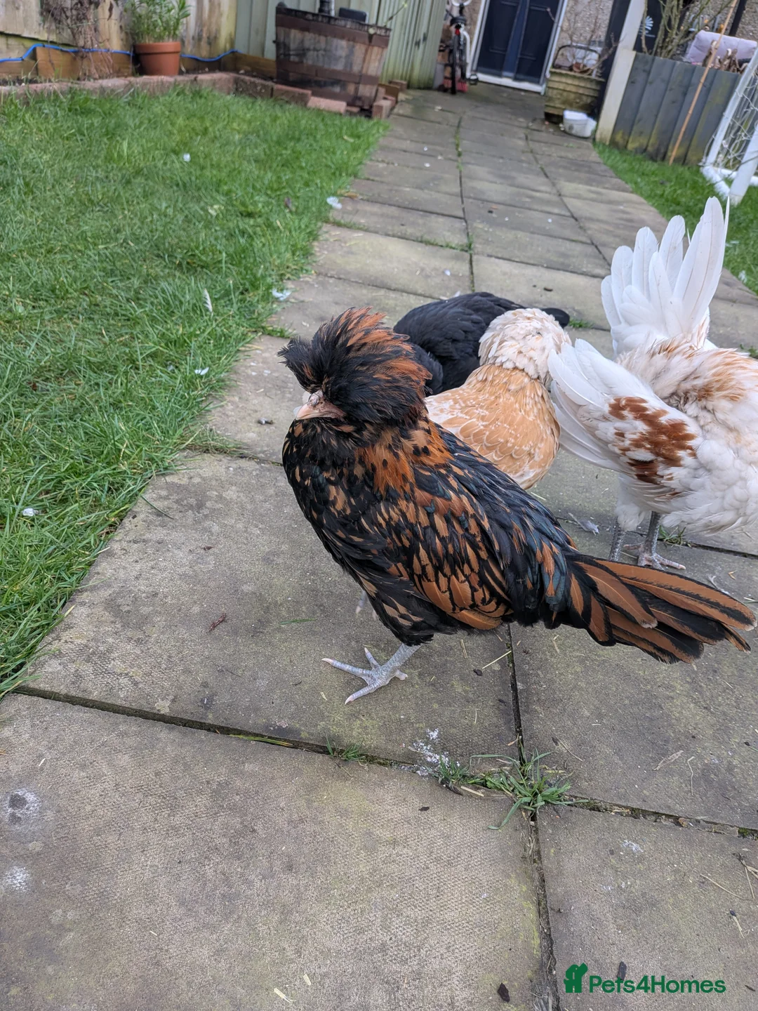 Chickens poultry for sale: Polish cockerels  - Advert 3