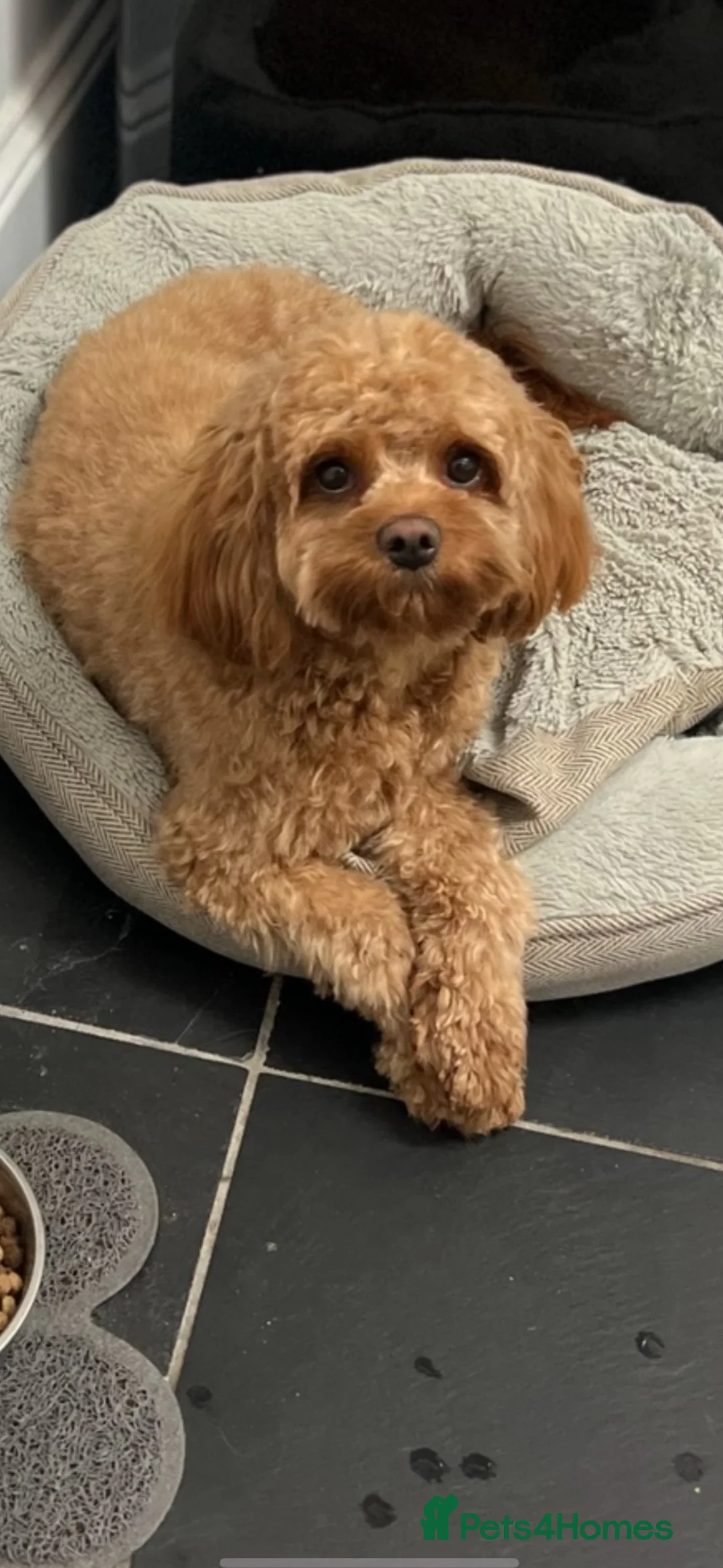 Cavapoo dogs for sale: Deep fox red gorgeous cavapoo  - Advert 6