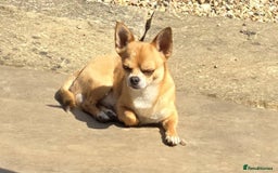 Chihuahua dogs for stud: PUREBRED CHIHUAHUA FOR STUD ONLY APPLE HEADED   - Image 1