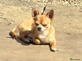 Chihuahua dogs - Advert 4