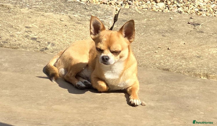 Chihuahua dogs - Advert 1