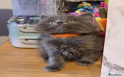 Russian Blue cats for sale: Russian Blue x - Image 16