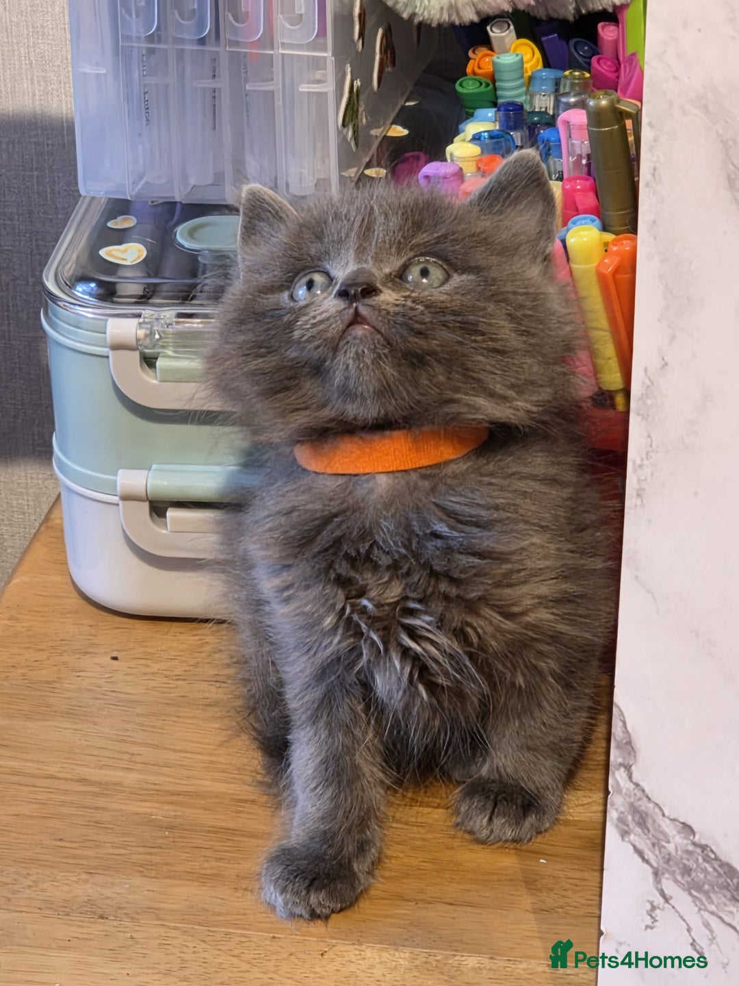 Russian Blue cats for sale: Russian Blue x - Image 16