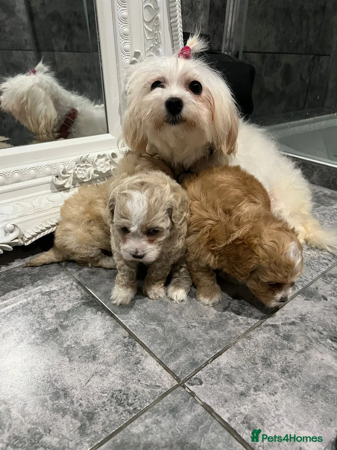 Maltipoo dogs for sale: Maltipoo  **  puppies  in Chertsey - Advert 1