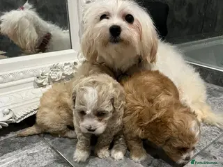 Maltipoo dogs Maltipoo puppies - Advert 2