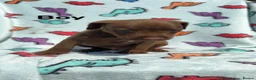 Patterdale Terrier dogs for sale: Patterdale Terrier puppies - Advert 8