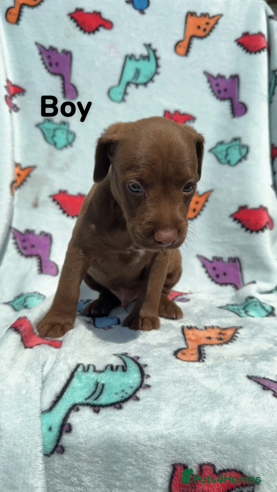 Patterdale Terrier dogs for sale: Patterdale Terrier puppies - Advert 8