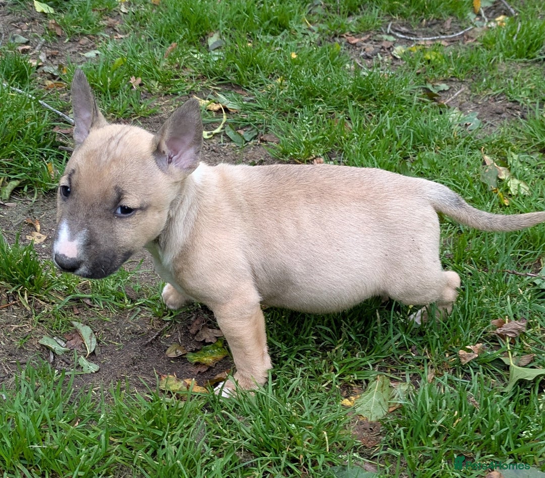 English Bull Terrier dogs for sale: KC REG ENGLISH BULL TERRIER PUPS - Image 7