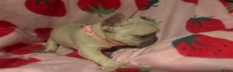 French Bulldog dogs for sale: KC French Bulldog puppies  - Advert 18