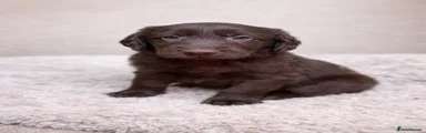 Flat coated Retriever liver dog pup 