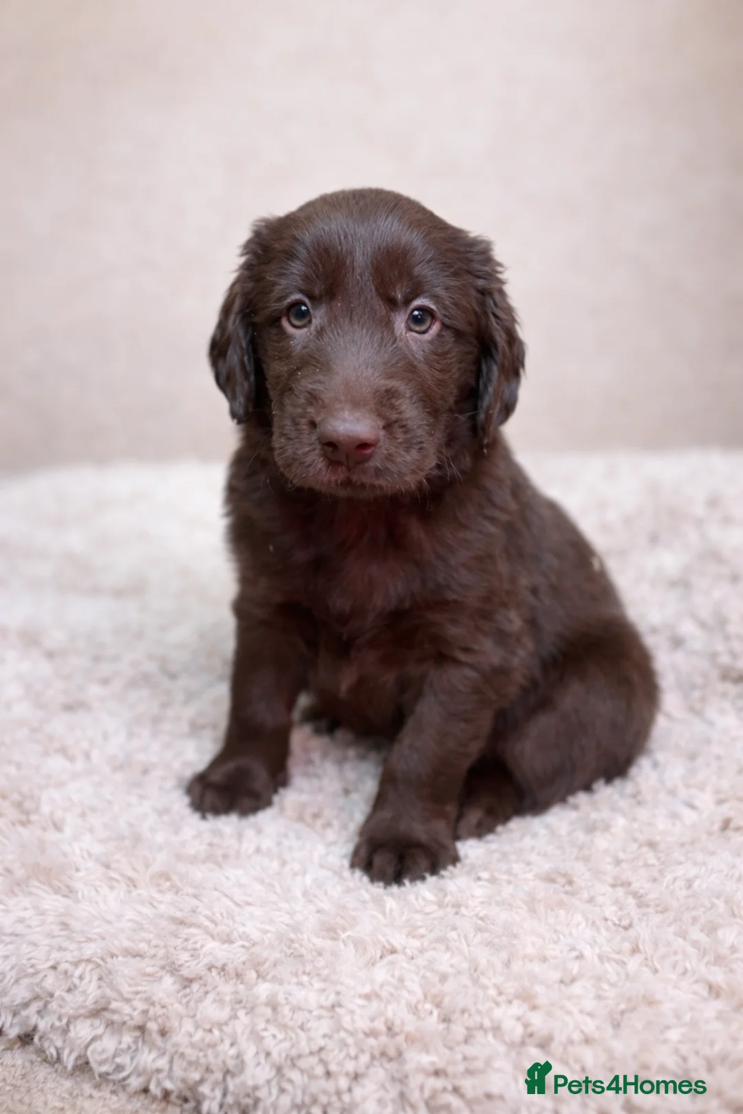 Flat coated Retriever dogs for sale: KC Flat Coated Retriever puppies  - Advert 4