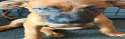 Belgian Shepherd Dog dogs for sale: Selling a dog  in London - Advert 4