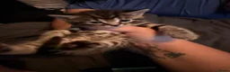 Brazilian Shorthair cats for sale: Half British short hair  - Advert 8