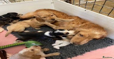 Cocker Spaniel dogs - Advert 9