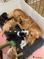 Cocker Spaniel dogs - Advert 3