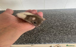 Rat rodents for sale: Pet rats - Image 9