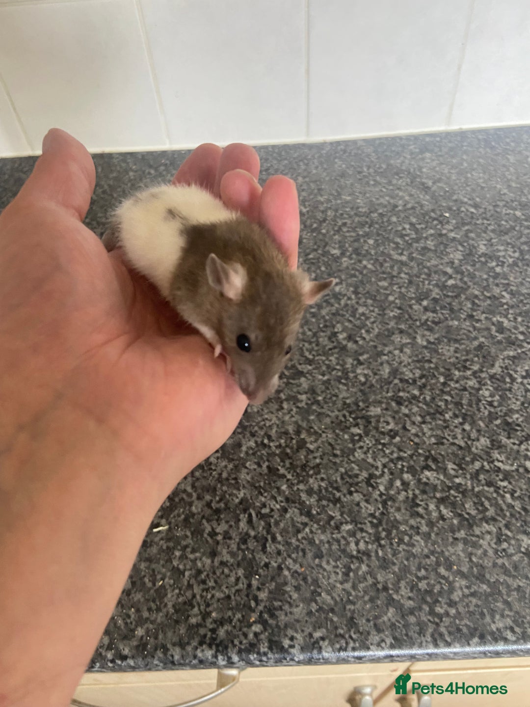 Rat rodents for sale: Pet rats - Image 9