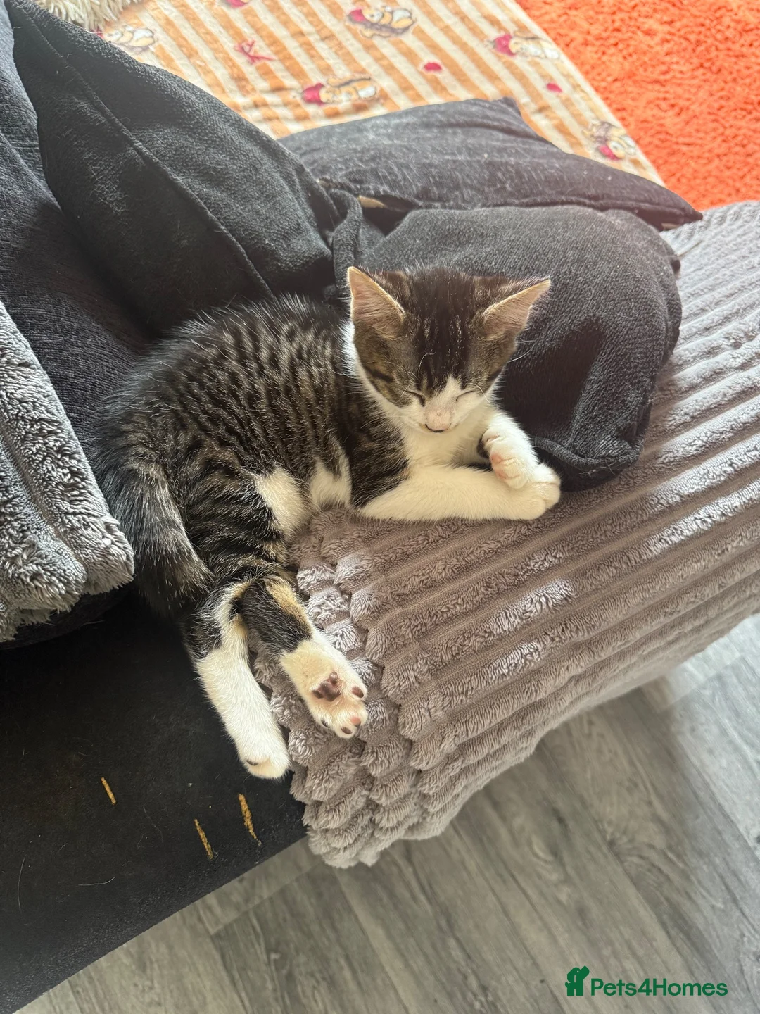 Mixed Breed cats for sale: ready now £85 - Advert 1
