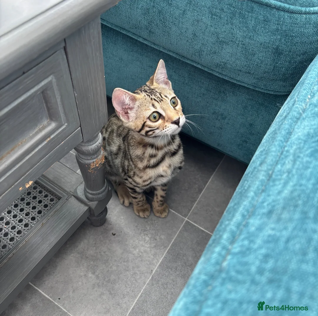 Bengal cats for sale: TICA Show winning 🏆 cattery  - Advert 1