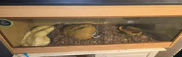 Boa Snake reptiles for sale: 2 bci boas for sale - Advert 3