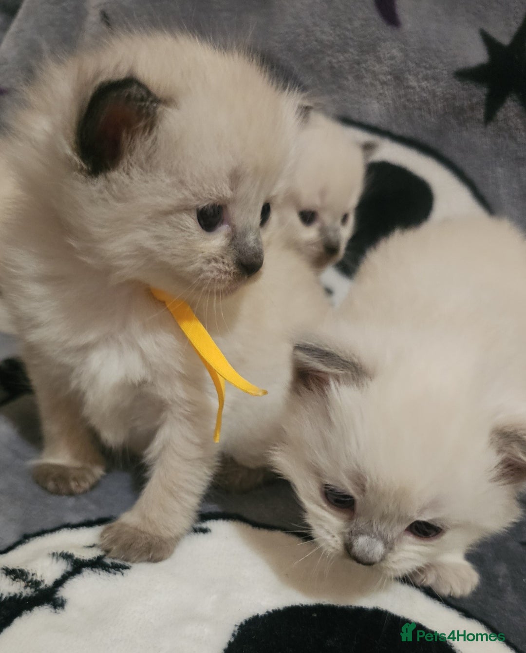 Ragdoll cats for sale: 5 Beautiful Ragdoll kittens for sale 💞 - Advert 8
