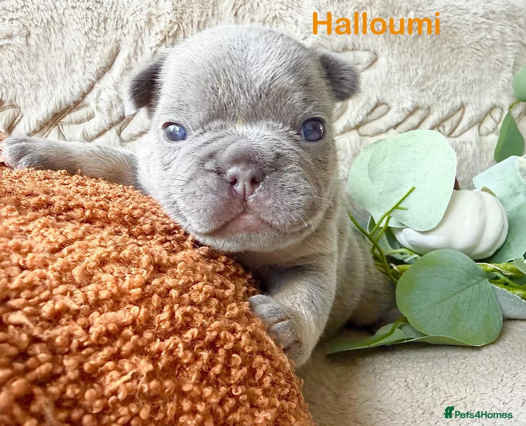 French Bulldog dogs for sale: Kc registered french bulldog puppies  - Advert 2