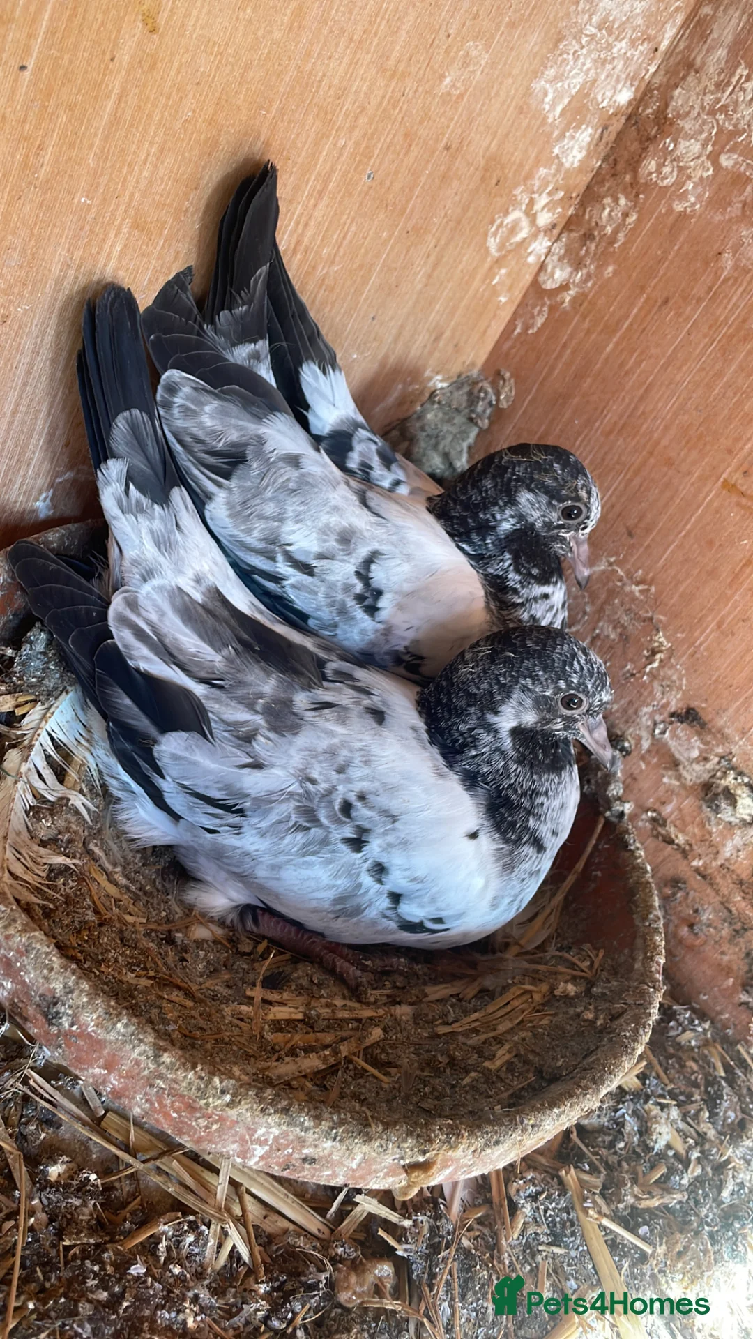 Pigeons birds for sale: Young Pakistani high flyer pigeons for sale in Dewsbury - Advert 1