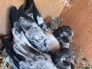 Pigeons birds Young Pakistani high flyer pigeons for sale - Advert 10