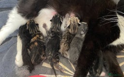 Mixed Breed cats for sale: 🐾 Kittens for Sale – 1 Boy & 1 Girl! 🐾 - Image 1