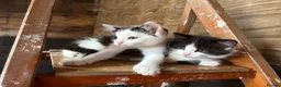 Mixed Breed cats for sale: Kitten  - Advert 5