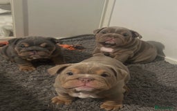English Bulldog dogs for sale: Stunning KC Registered English Bulldog Puppies - Image 4