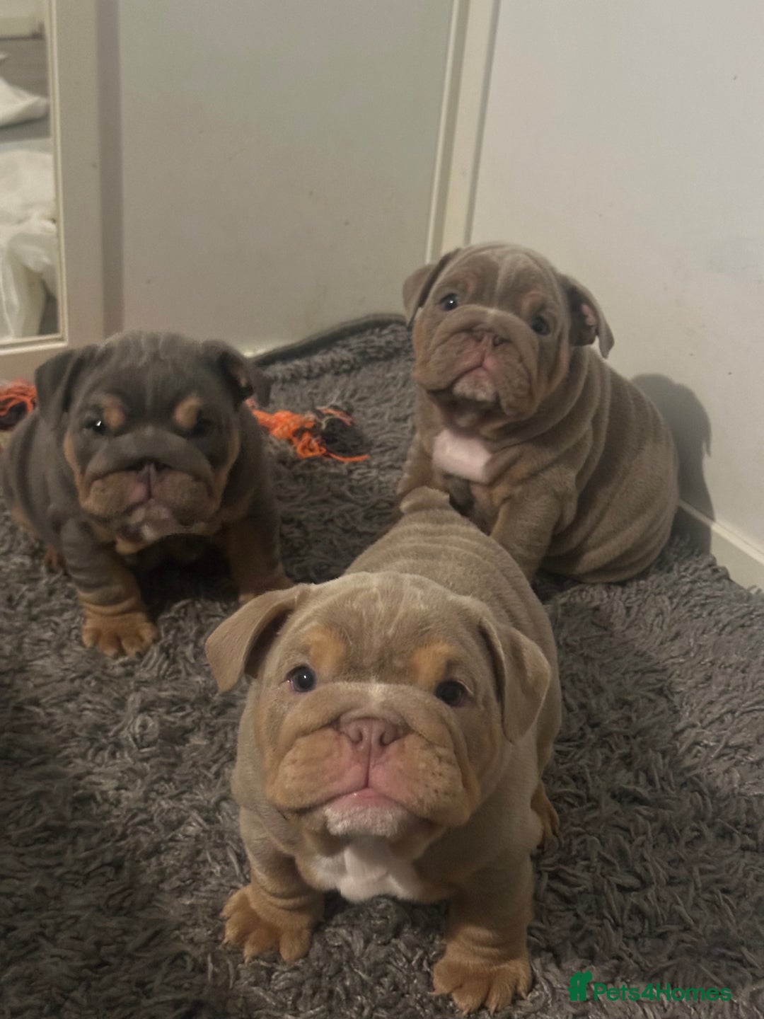 English Bulldog dogs for sale: Stunning KC Registered English Bulldog Puppies - Image 4