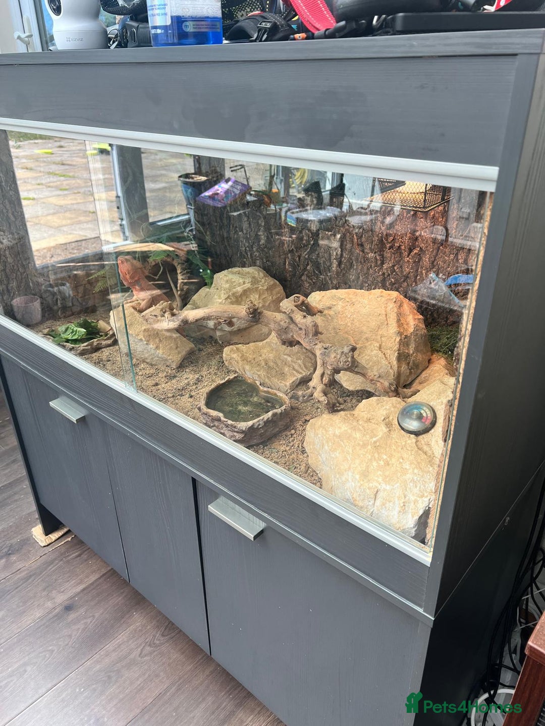 Bearded Dragon reptiles for sale: Red Bearded Dragon & full set up - Image 7