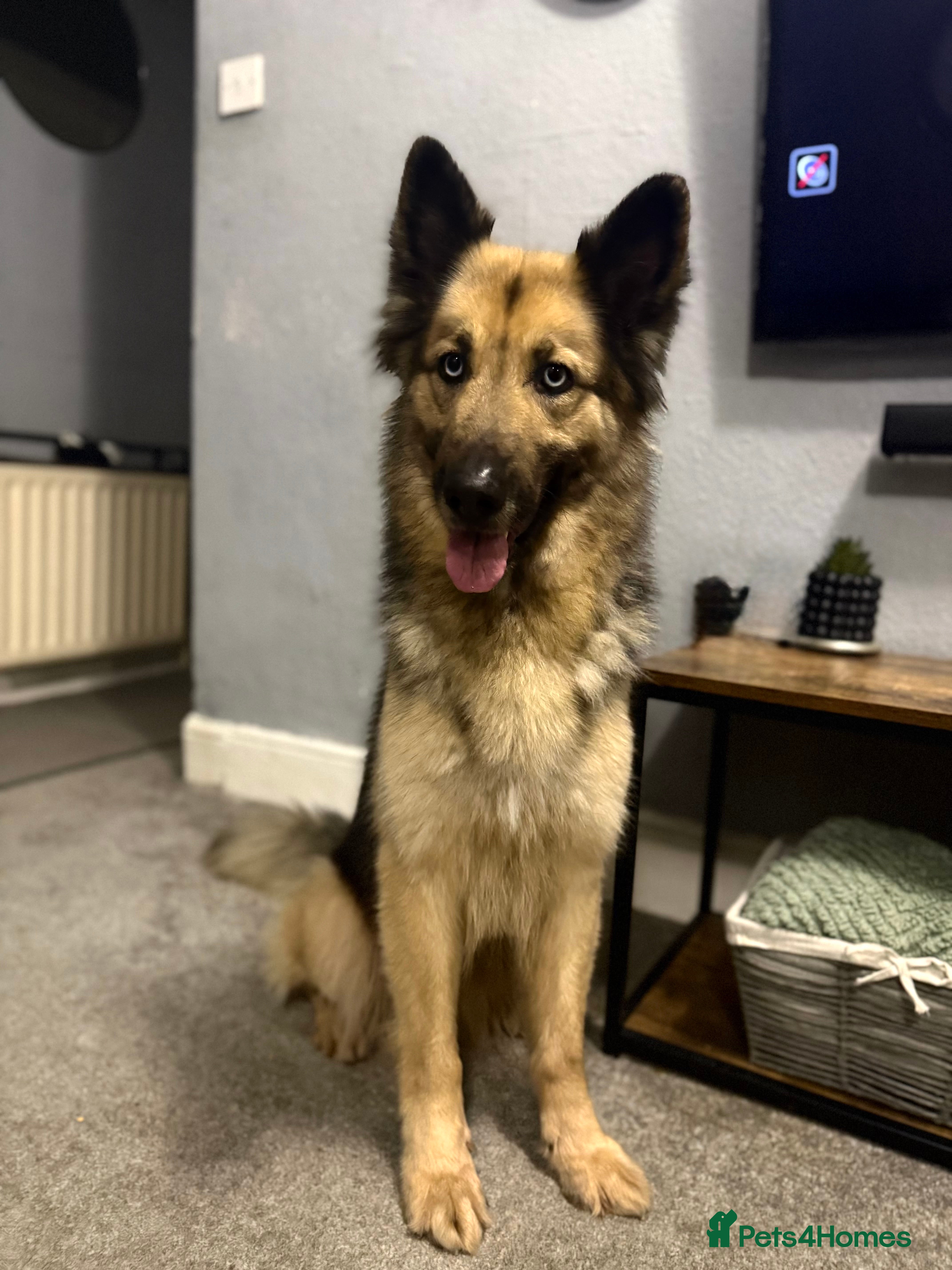 German Shepherd dogs German shepherd  - Advert 1